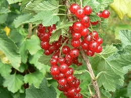 Des images de diff�rentes plantes